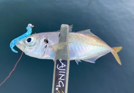 デイアジングで3目釣り