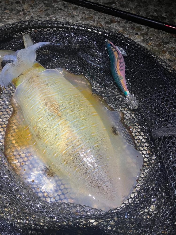 潮が良いとイカのサイズもUP\(^o^)/