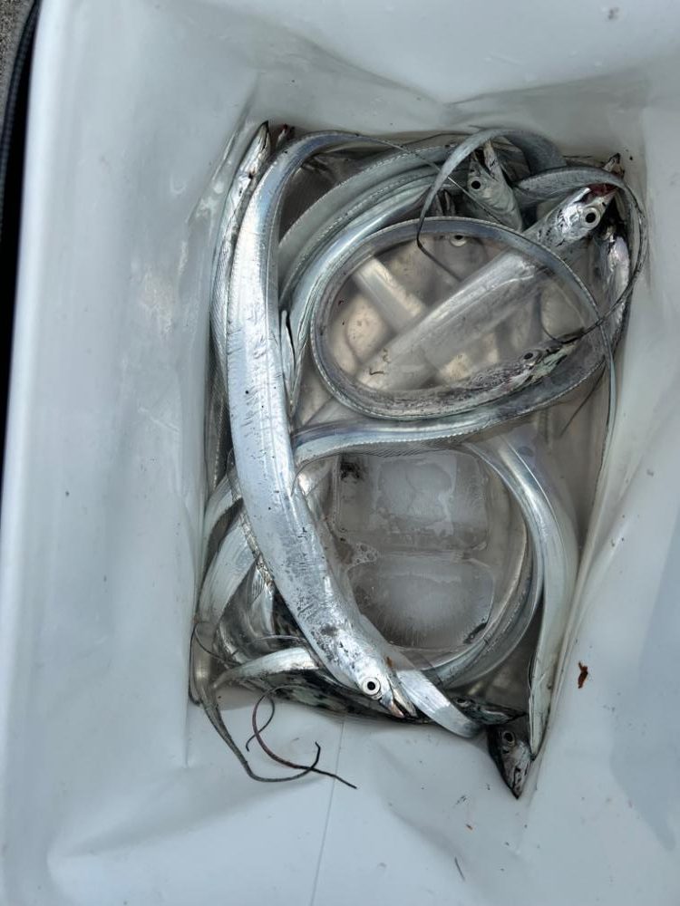 アジと太刀魚とマゴチ