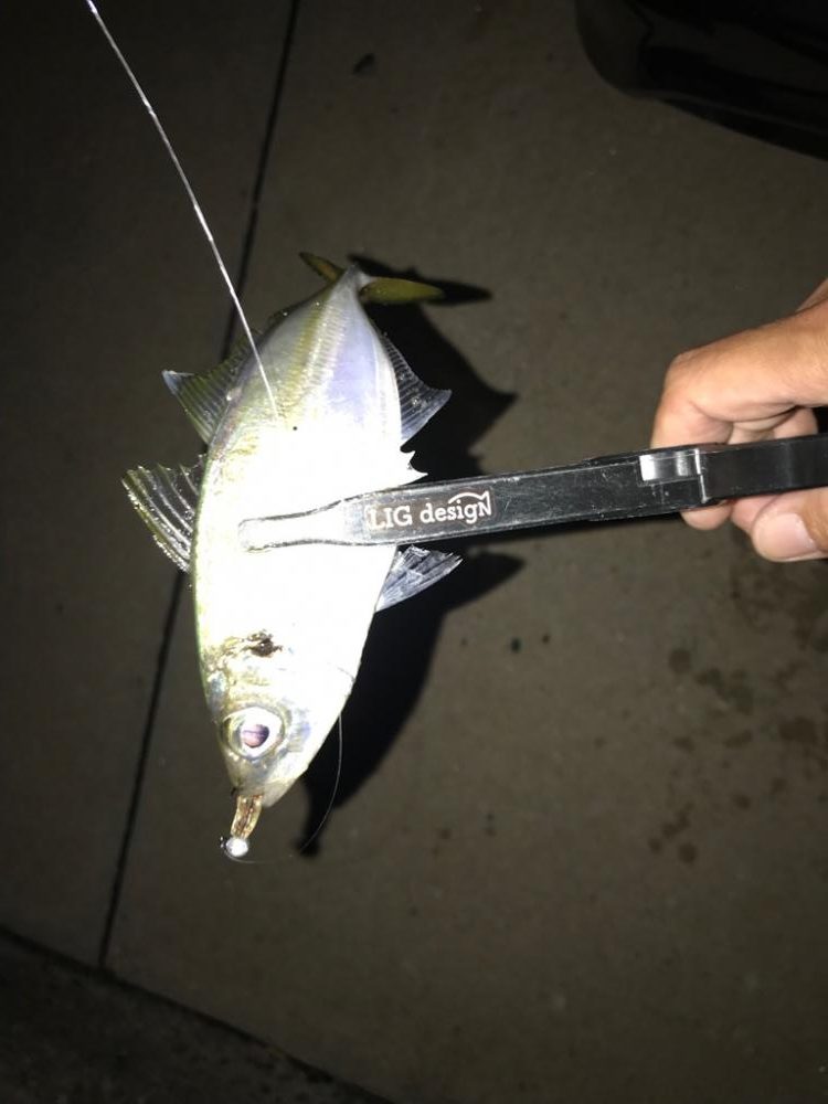 水道エリアのアジング