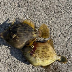 マイワシが来ました！