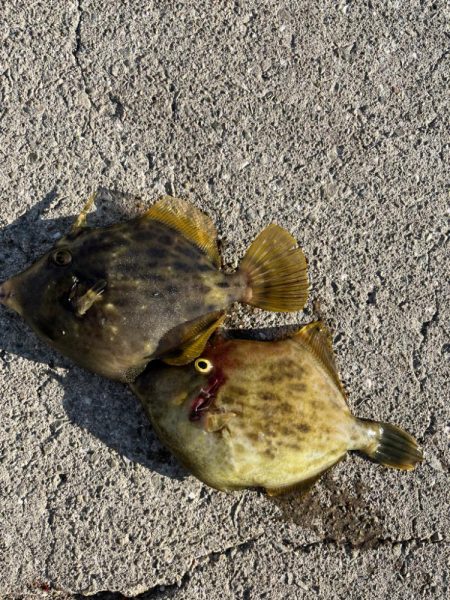 マイワシが来ました！