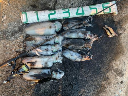 2023 佐渡ヶ島エギング 29回目【10…