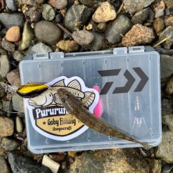 今日もハゼクラ！