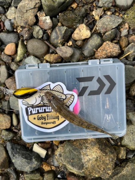 今日もハゼクラ！