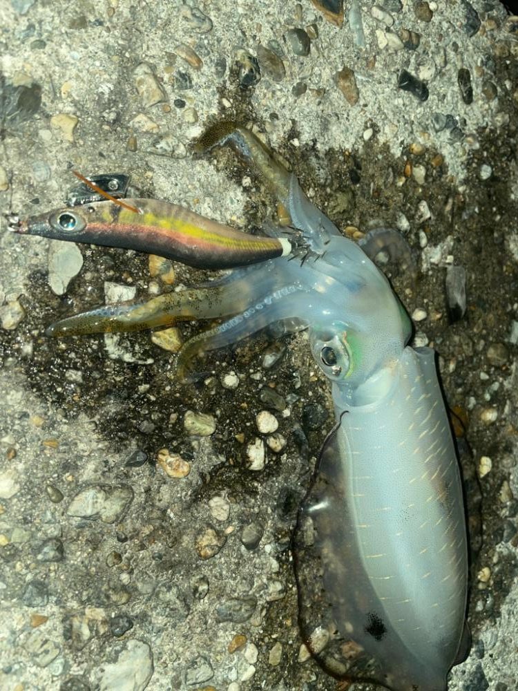 短時間エギング🦑