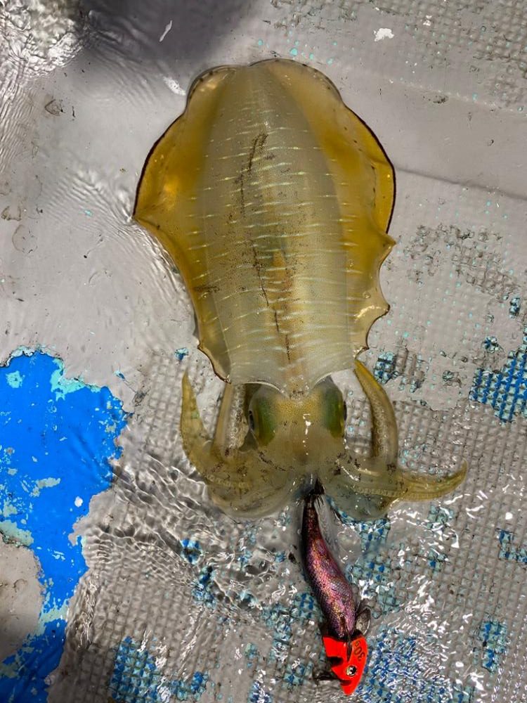 ナイトティップラン