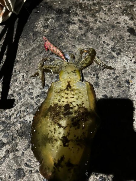 しまなみエギング大会