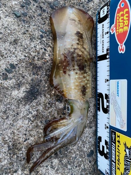 今シーズン初！