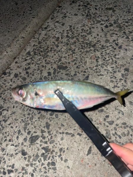 夕まずめも釣れました！