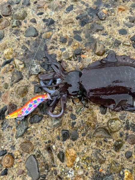 新規開拓で無事アオリイカゲット