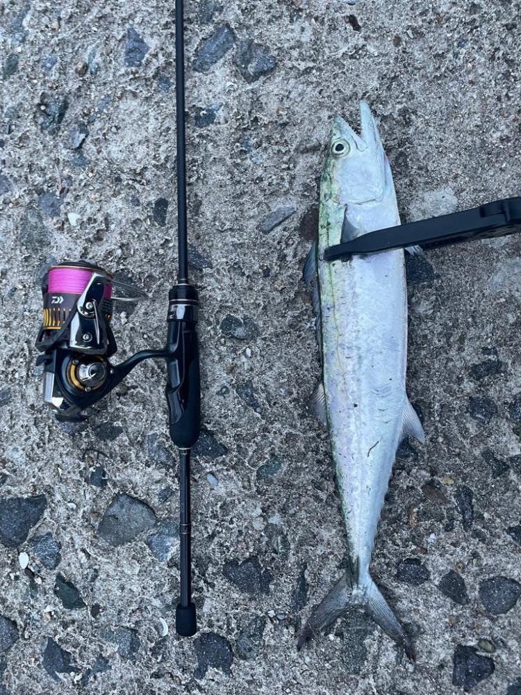 秋はアジングタックル一本！