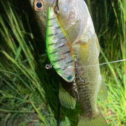 琵琶湖はターンオーバー？