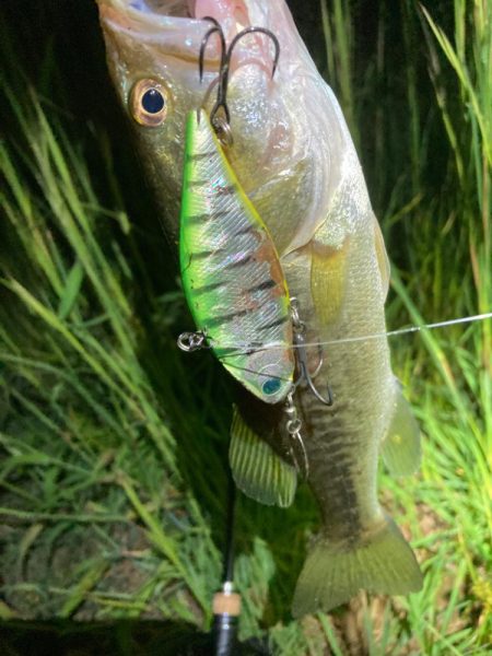 琵琶湖はターンオーバー？