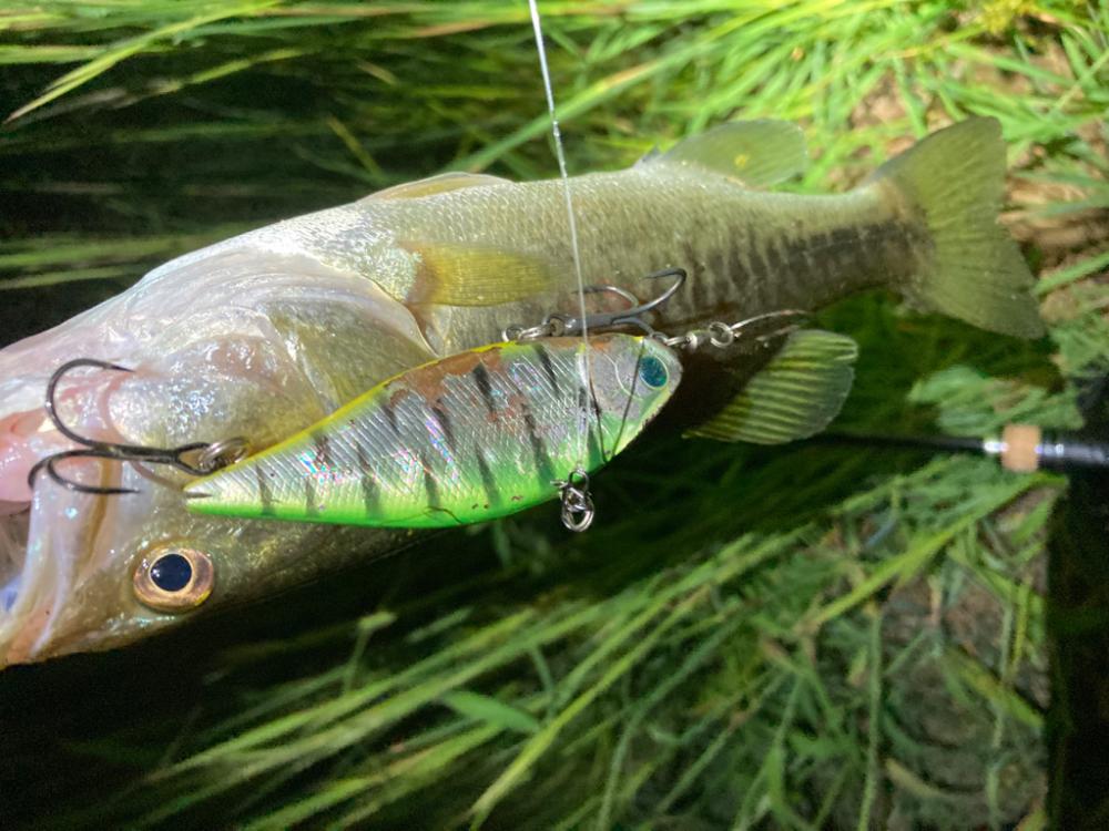 琵琶湖はターンオーバー？