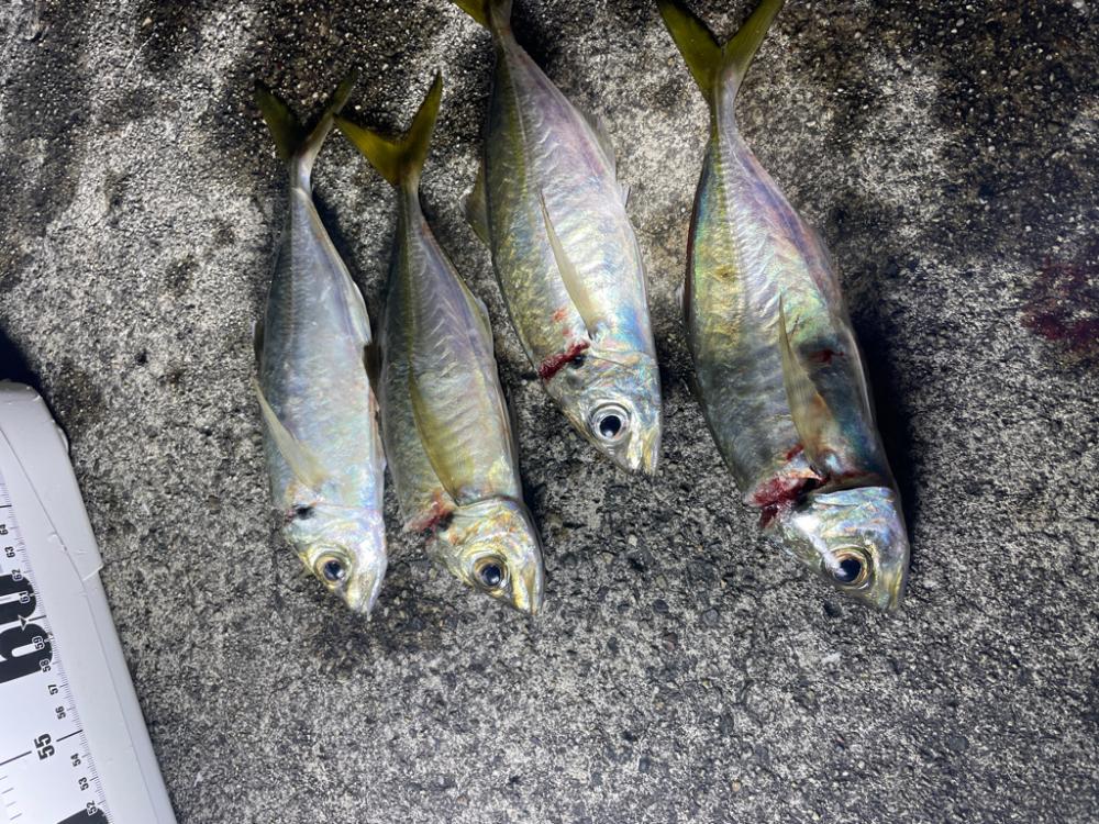 カゴ釣り