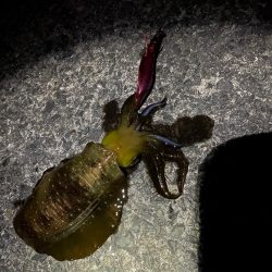 今年初アオリ🦑