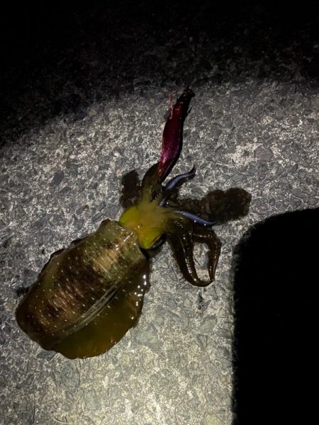 今年初アオリ🦑