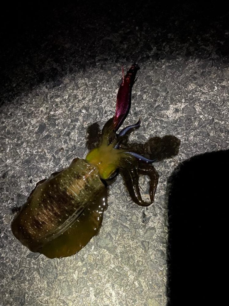 今年初アオリ🦑