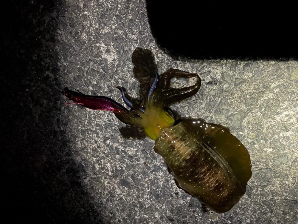 今年初アオリ🦑