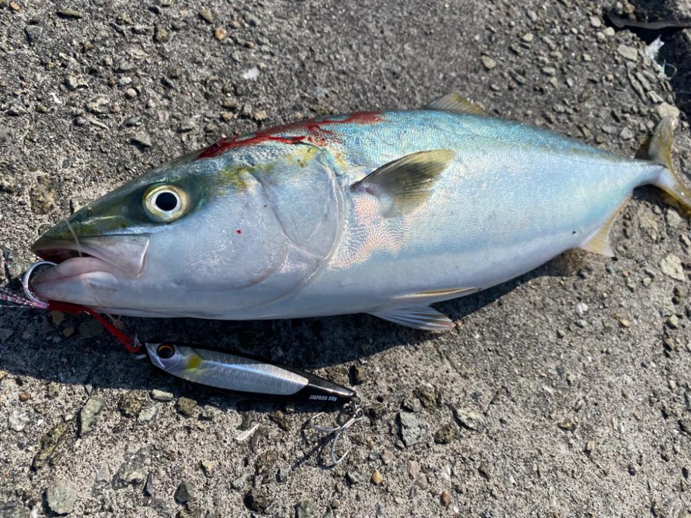 ハマチサイズヒット