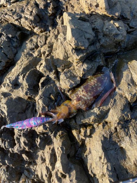 エギング、ショアジギ