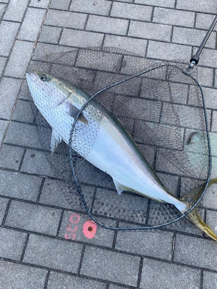 湾奥モンスター10kg鰤