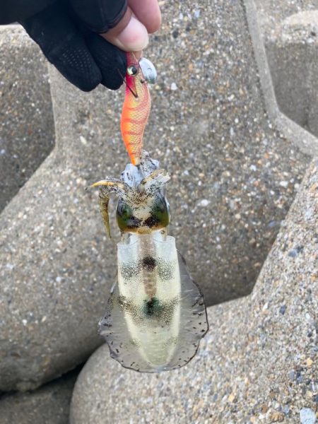 出勤前約1時間のデイエギング(^^)