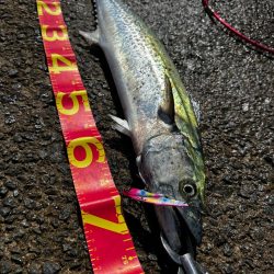 フリフリバイブ