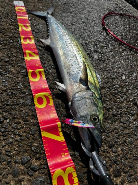 フリフリバイブ