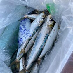 ⭐️サビキスト…