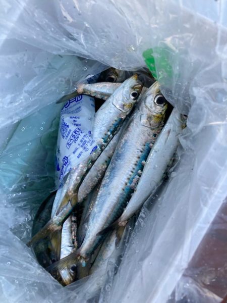 ⭐️サビキスト…