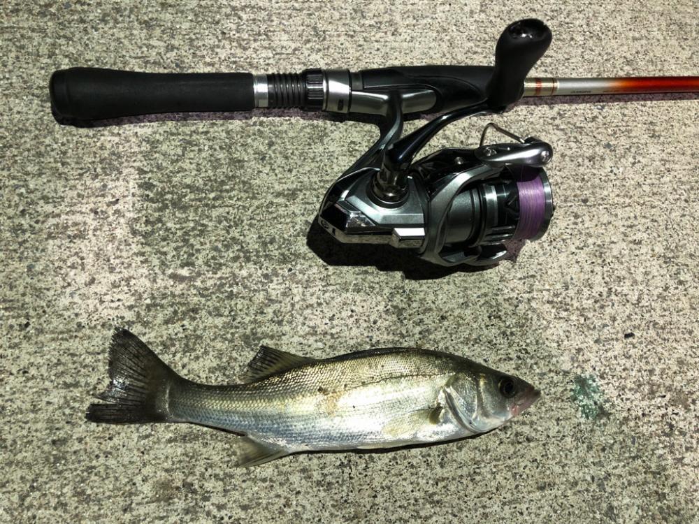 仙台付近の調査♪