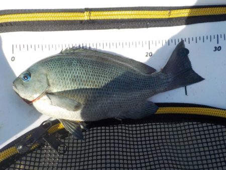 フカセ第1戦〜大蔵海岸〜