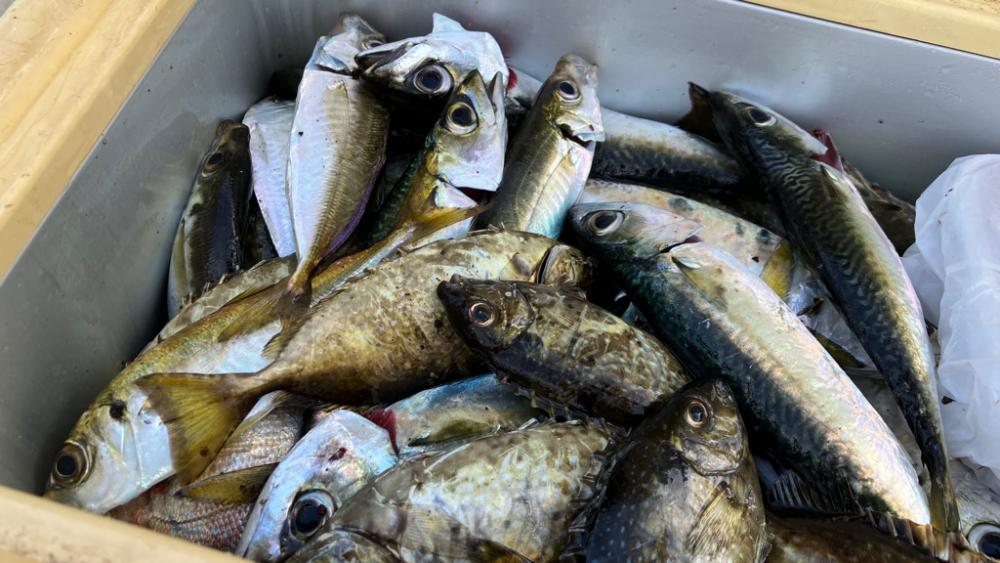 サバ、アジがたくさん良い釣り場