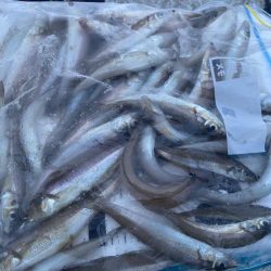 落ちギス出会わずのちょい投げシロギスタ