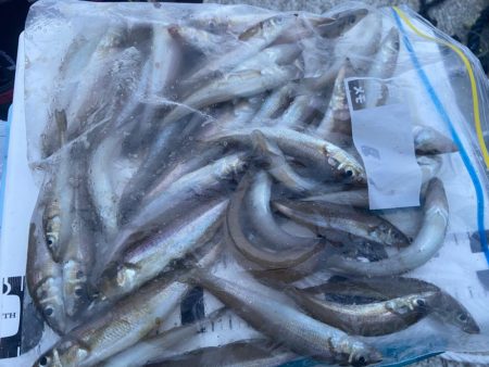 落ちギス出会わずのちょい投げシロギスタ