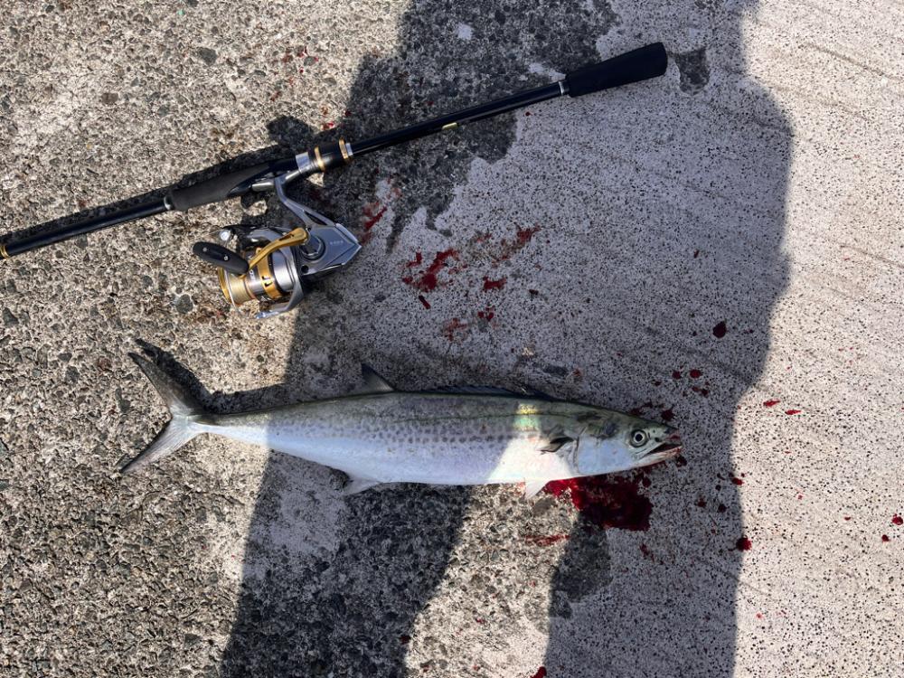 ブレードジグ超高速巻き