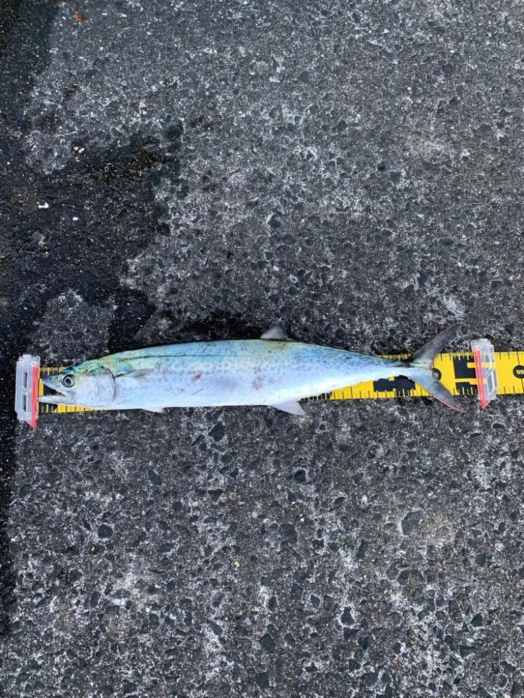 安定にサゴりました