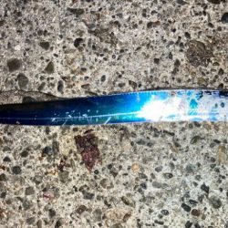 高活性太刀魚君