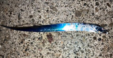 高活性太刀魚君