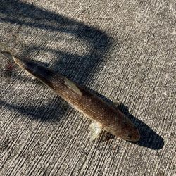 マイワシ釣れました