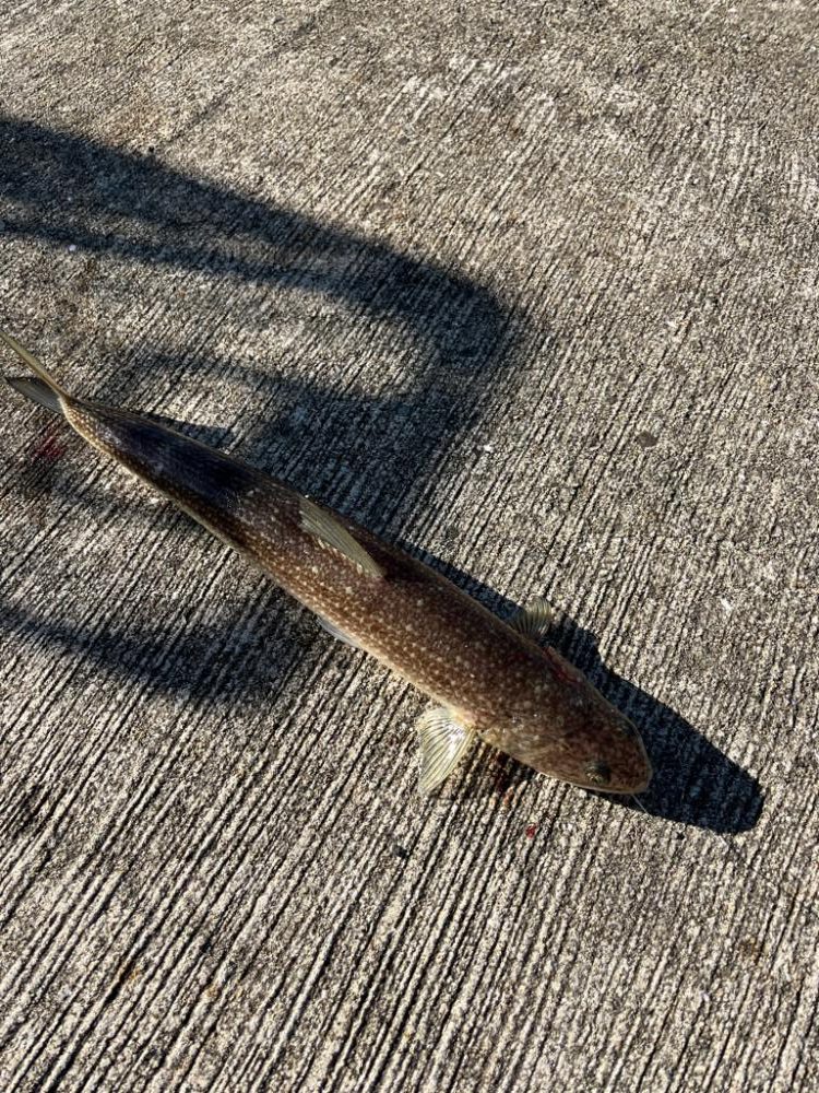 マイワシ釣れました