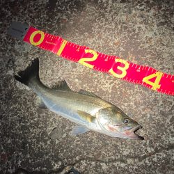 秋シーバスがスタートか?