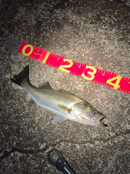 秋シーバスがスタートか？