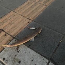 早朝ショアジギング