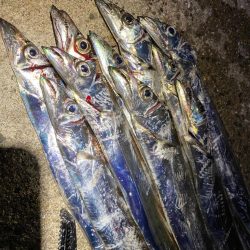 今年初の太刀魚