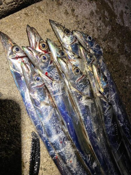 今年初の太刀魚