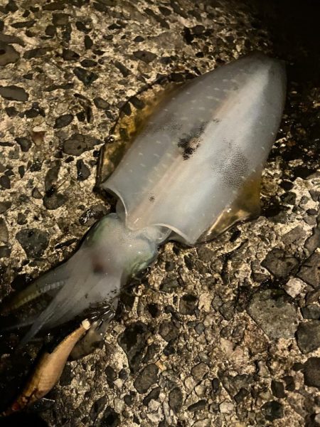 釣れてくれてありがとう。