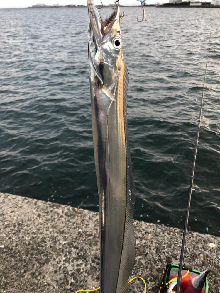 サゴシ、太刀魚